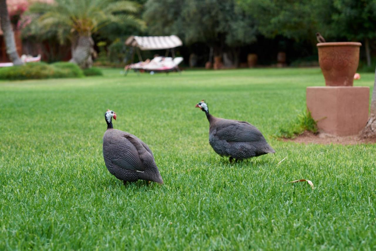 Dar Ayniwen Garden Hotel & Bird Zoo Marrakesh Esterno foto